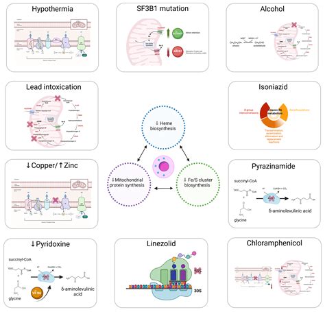 Causes and Pathophysiology of Acquired Sideroblastic Anemia.